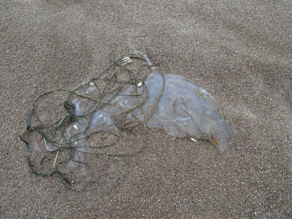 WildcatCamp 023.JPG - jelly fish